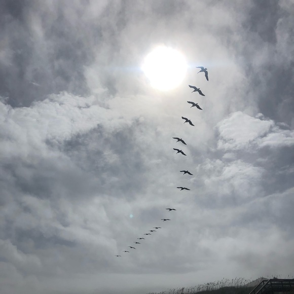 Meet your Posher, Elizabeth - Picture 3 of 6